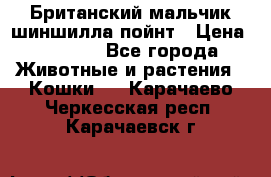 Британский мальчик шиншилла-пойнт › Цена ­ 5 000 - Все города Животные и растения » Кошки   . Карачаево-Черкесская респ.,Карачаевск г.